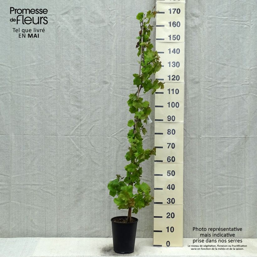 Vitis vinifera Chasselas Fontainebleau - Grape vine 2L/3L potShipped height around 40/50cm sample as delivered in spring