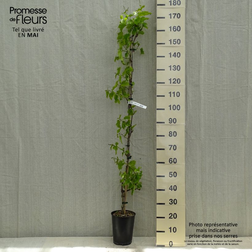 Vitis vinifera Evita - Grape vine 4L/5L potShipped height around 100/150cm sample as delivered in spring