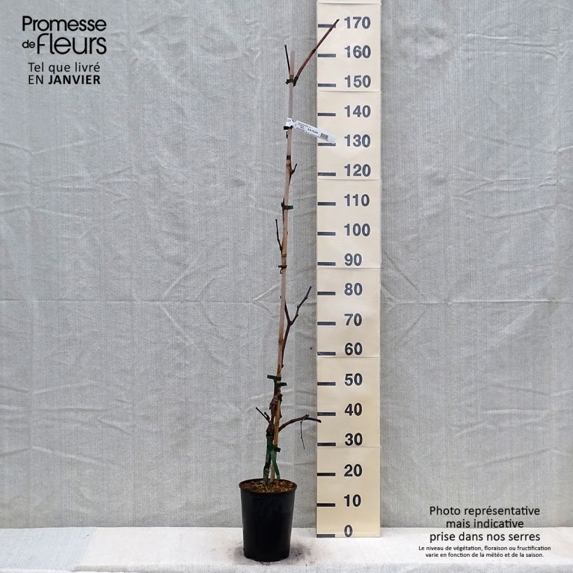 Vigne Katharina Pot de 4L/5L sample as delivered in winter