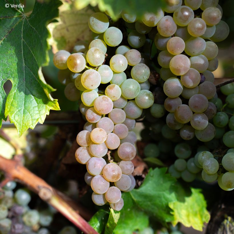 Vitis Nathy-Sauvignac Vign'Happy Fruitality - Grapevine (Harvest)