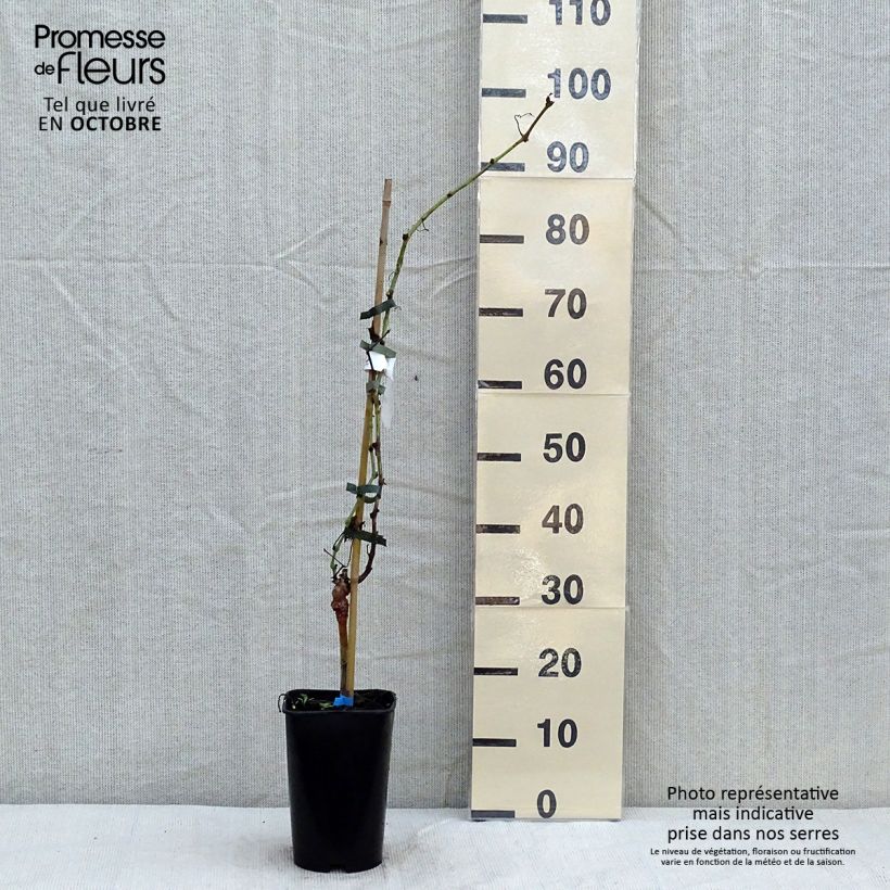 Vigne Ora Pot de 2L/3L sample as delivered in autumn