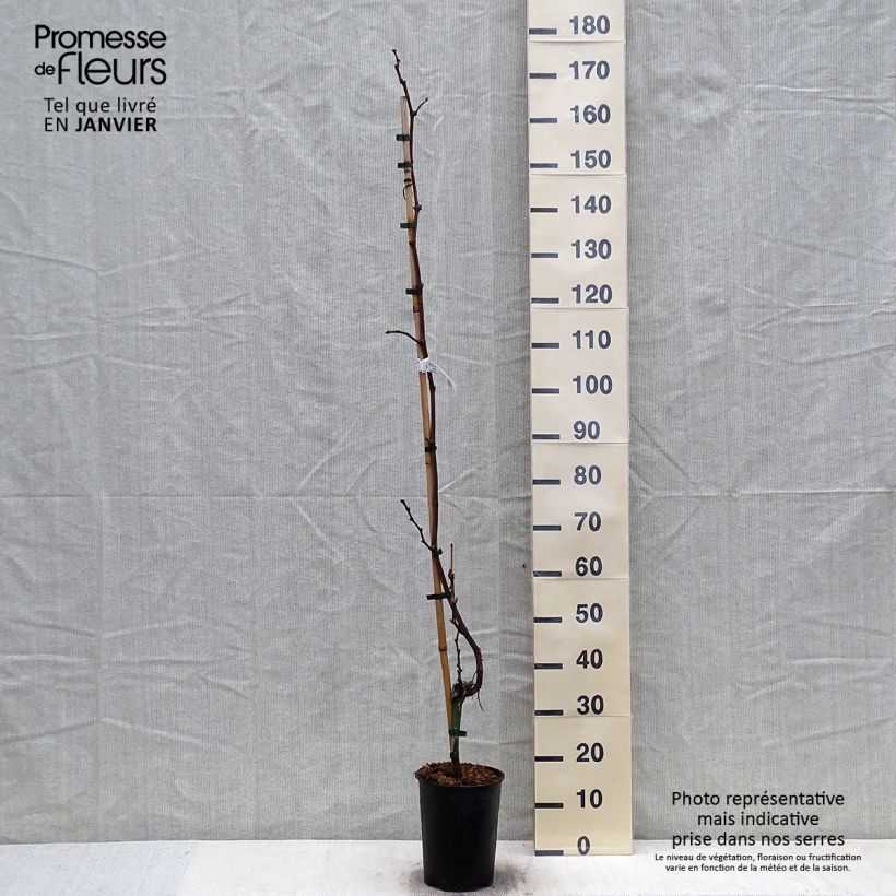 Vigne Philipp Pot de 4L/5L sample as delivered in winter