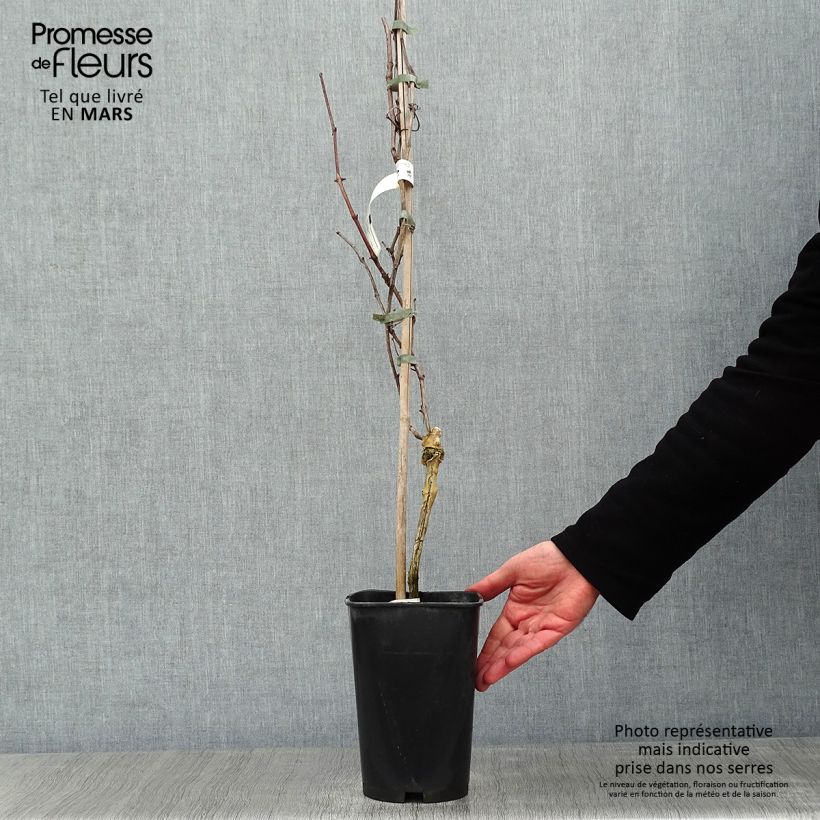 Vigne Pied de Perdrix Pot de 2L/3L sample as delivered in winter