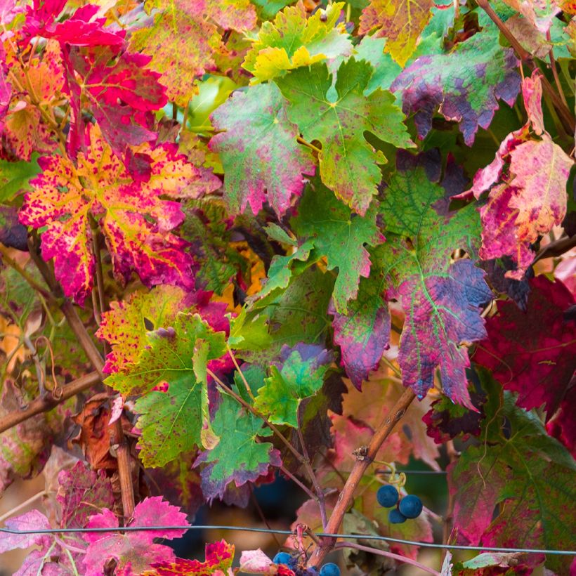 Vitis vinifera Brant - Grape vine (Foliage)