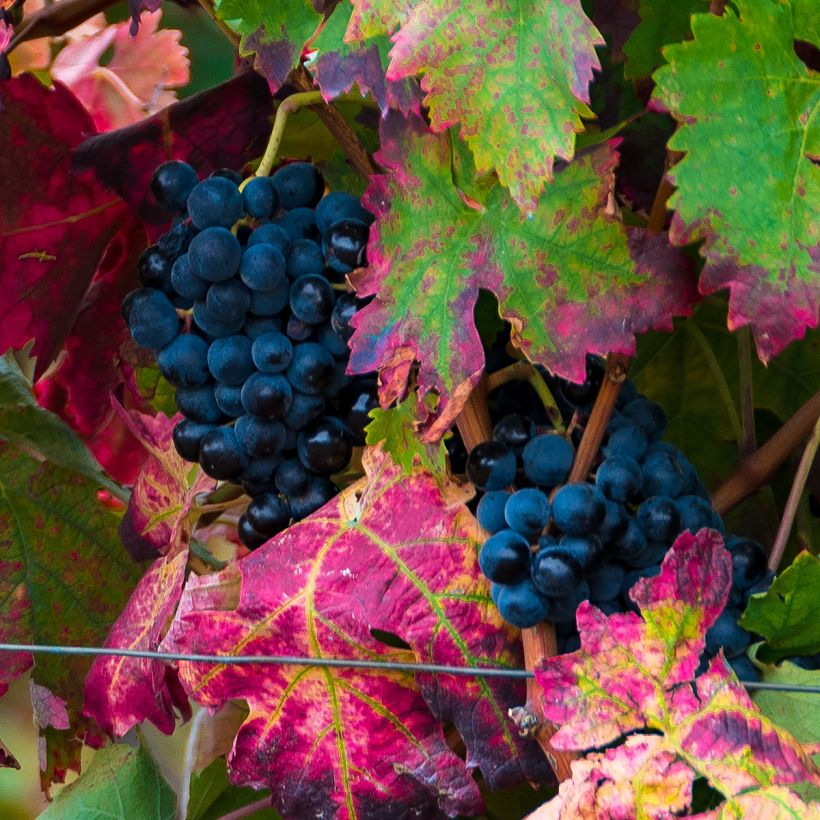 Vitis vinifera Brant - Grape vine (Harvest)