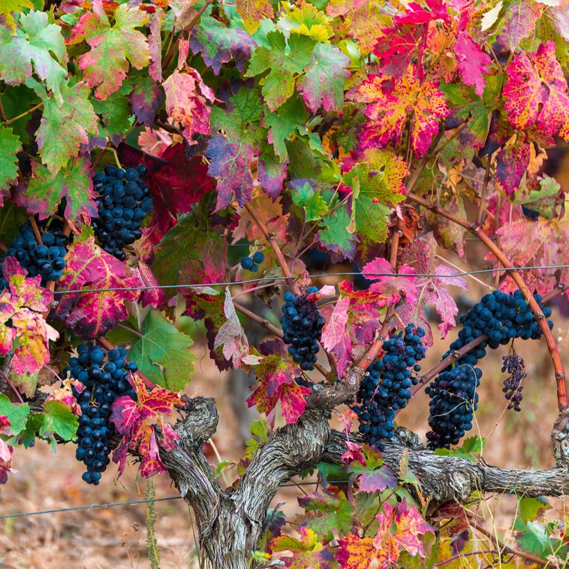 Vitis vinifera Brant - Grape vine (Plant habit)