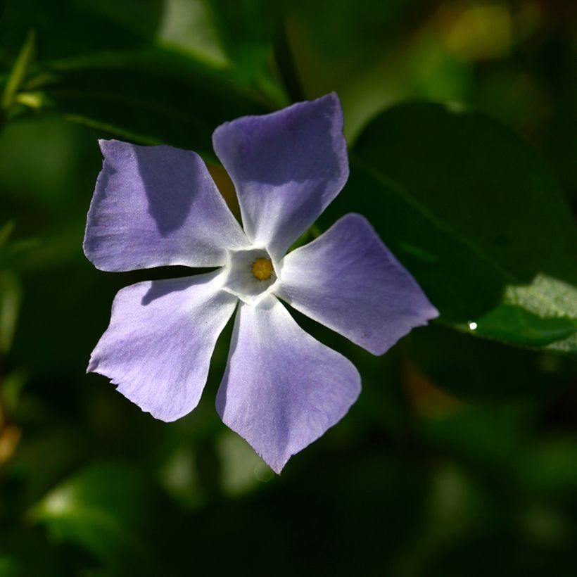 Vinca major  (Flowering)