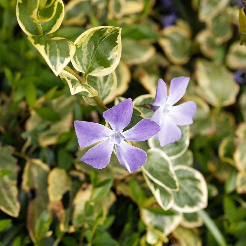 Vinca major Variegata (Flowering)