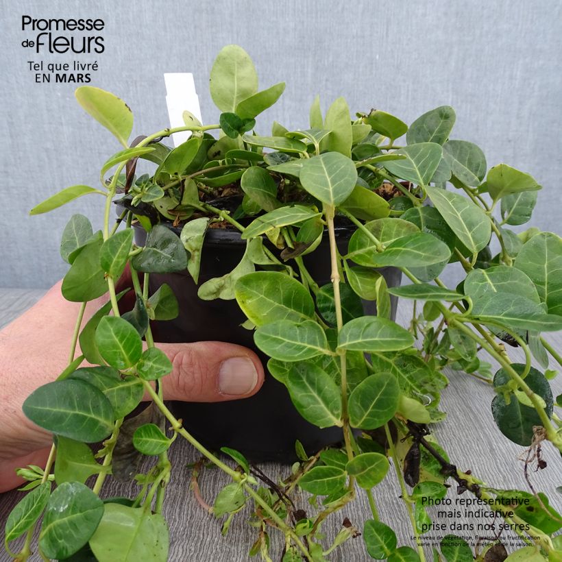 Vinca minor Alba - Petite pervenche - en pot de 2L / 3L sample as delivered in winter