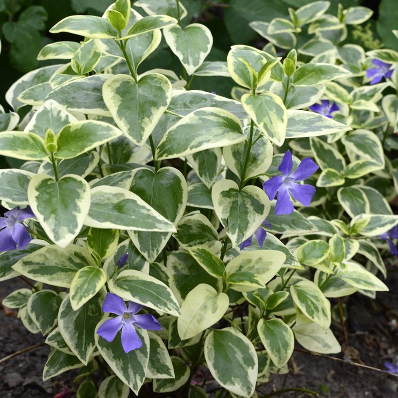 Vinca minor Argenteovariegata (Plant habit)