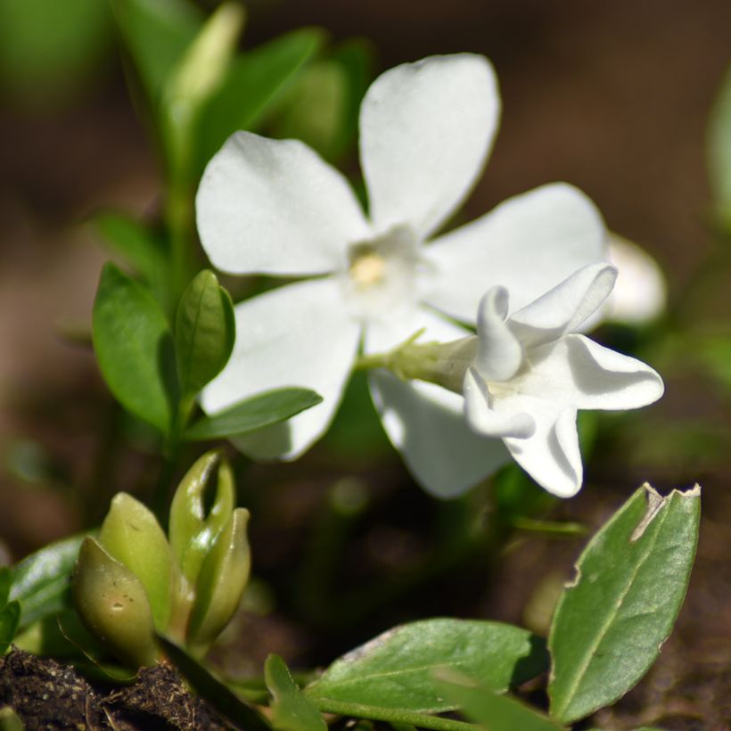 Vinca minor Elisa (Flowering)