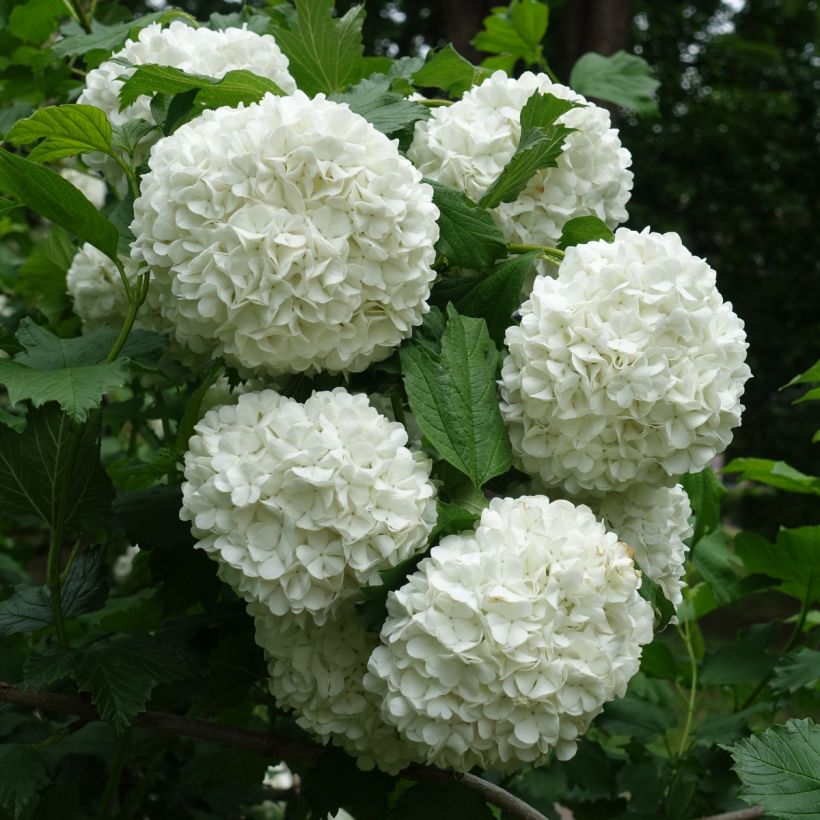 Snowball Viburnum - Viburnum opulus Roseum (Flowering)