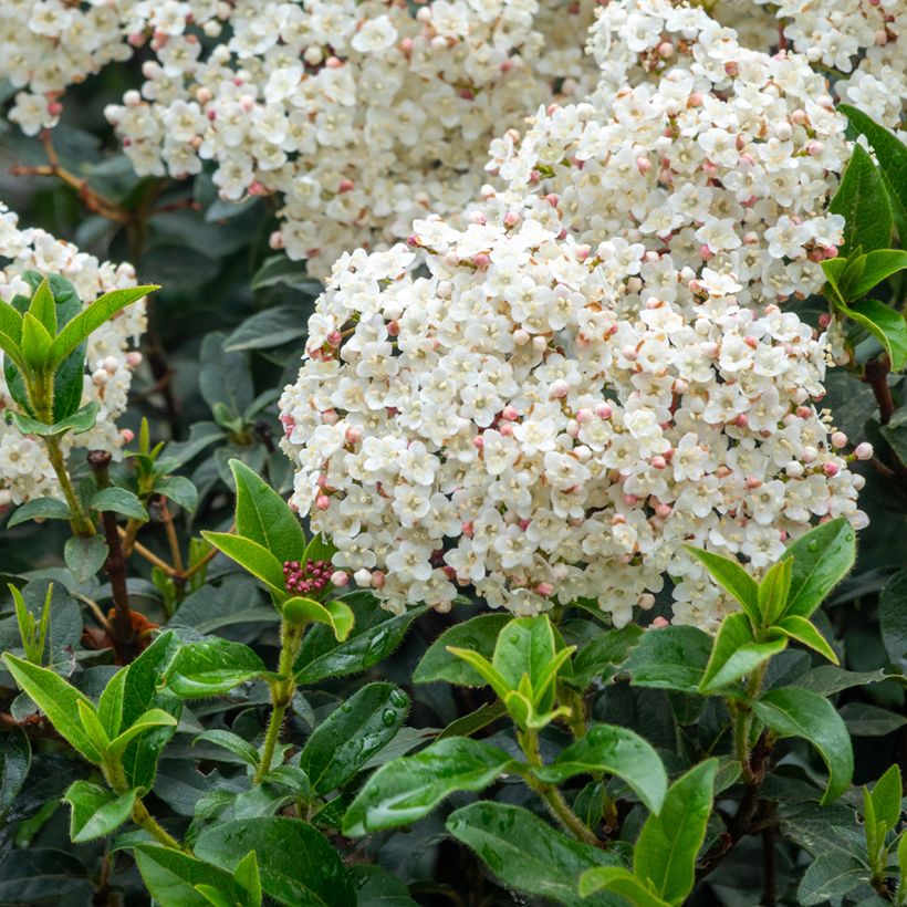 Viburnum tinus - Laurustinus (Flowering)