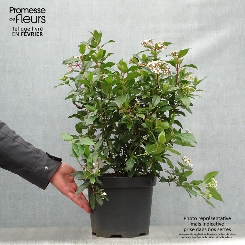 Viorne, Laurier Tin - Viburnum tinus en pot de 10L sample as delivered in winter