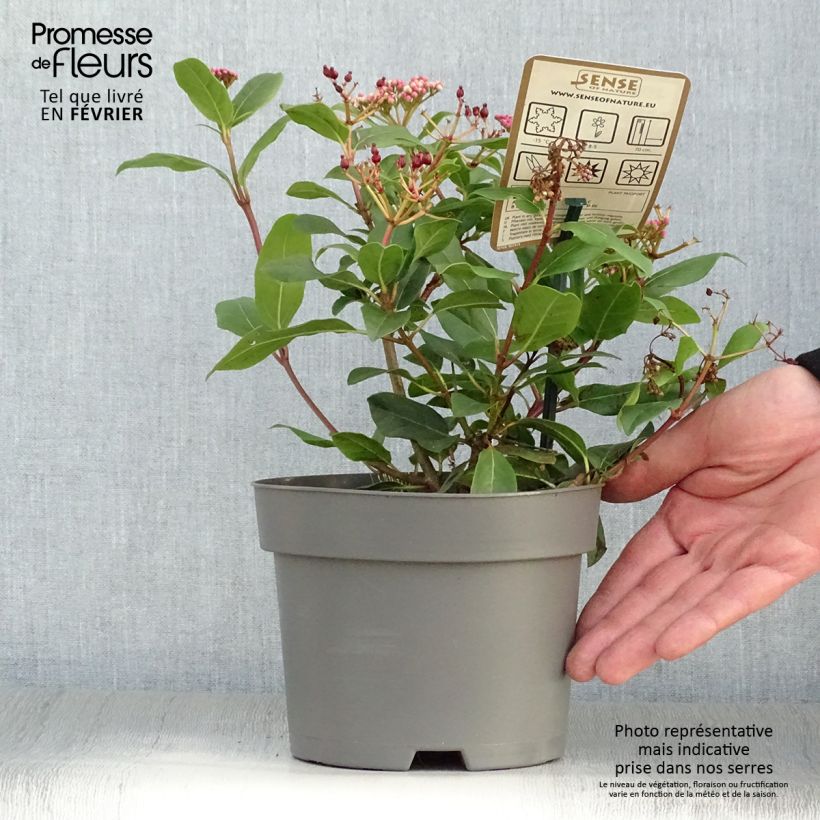 Viorne, Laurier tin - Viburnum tinus Gwenlian Pot de 2L/3L sample as delivered in winter