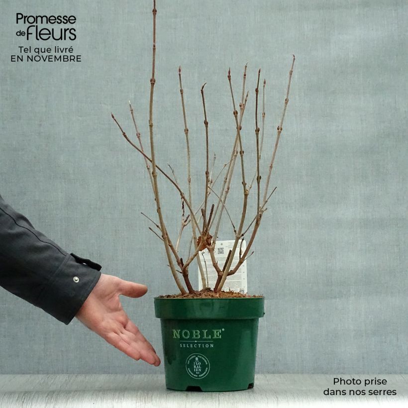 Viorne - Viburnum plicatum Grandiflorum Pot de 2L/3L sample as delivered in autumn