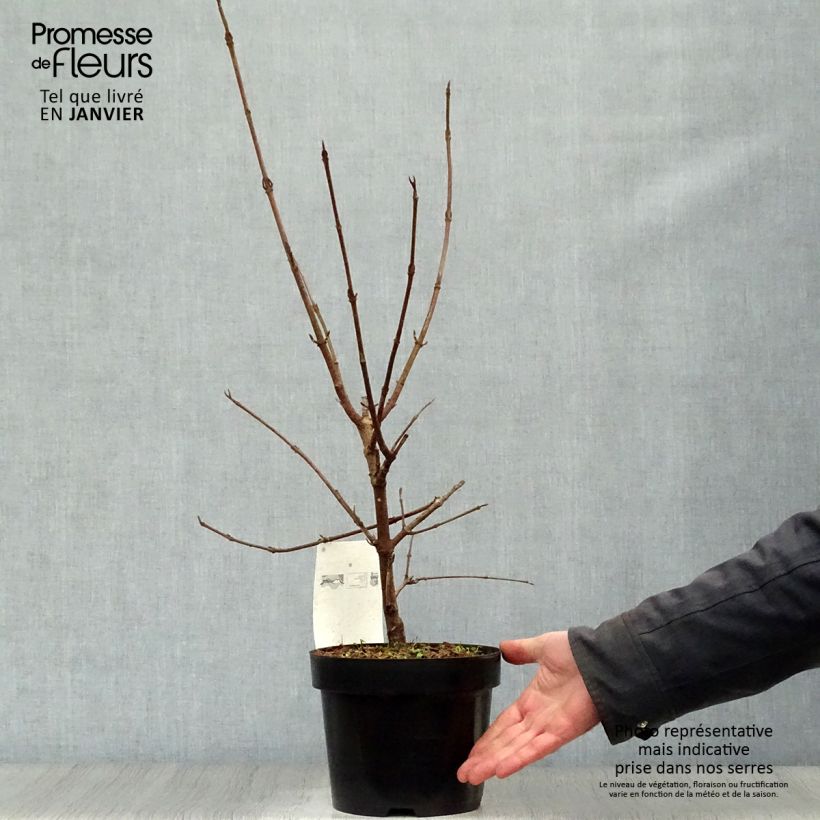 Viorne - Viburnum (x) carlcephalum en pot de 3,5L sample as delivered in winter