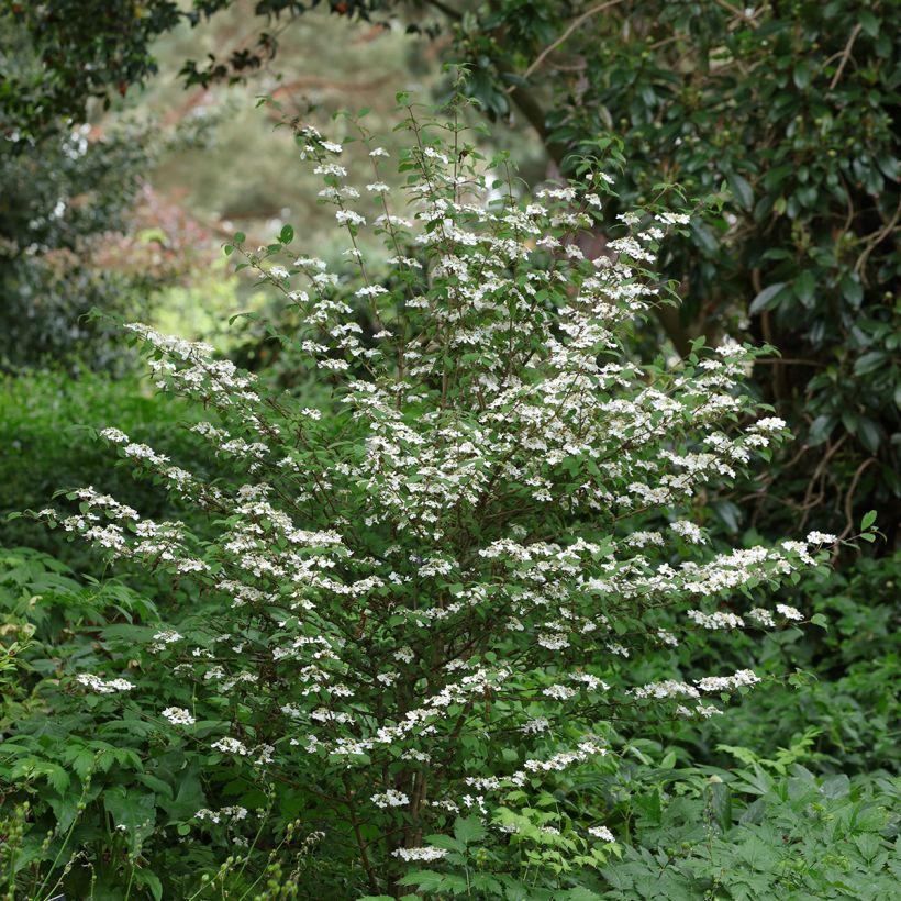 Viburnum plicatum Kilimanjaro Sunrise (Plant habit)