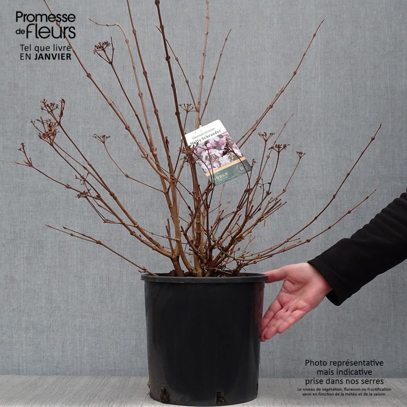 Viorne de Chine - Viburnum plicatum Molly Schroeder 7.5L/10L  sample as delivered in winter