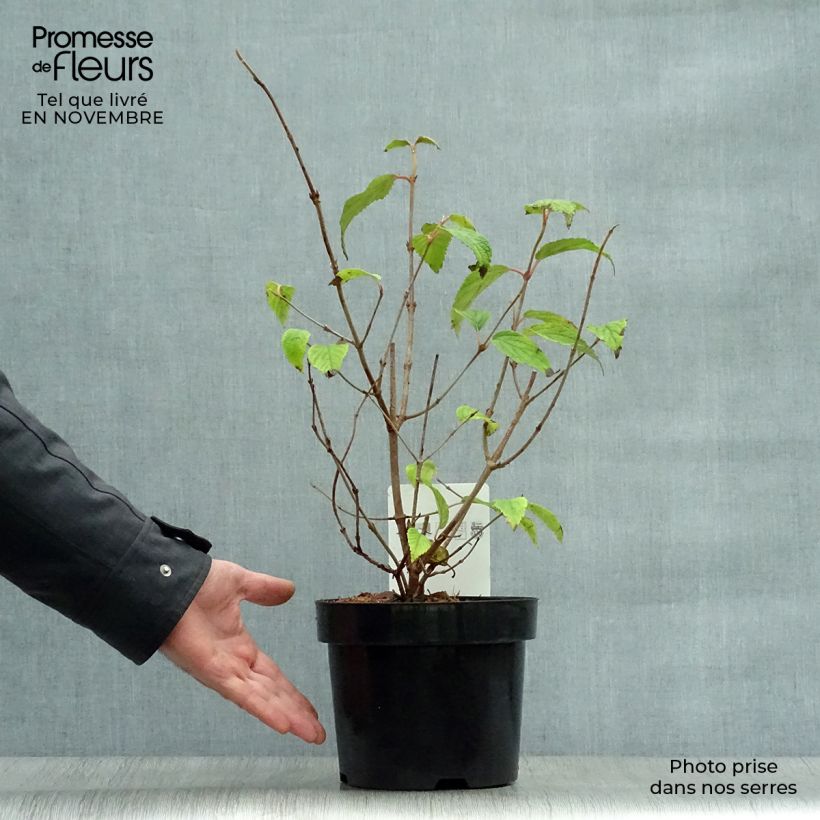 Viorne de Chine - Viburnum plicatum Shasta Pot de 3L/4L sample as delivered in autumn