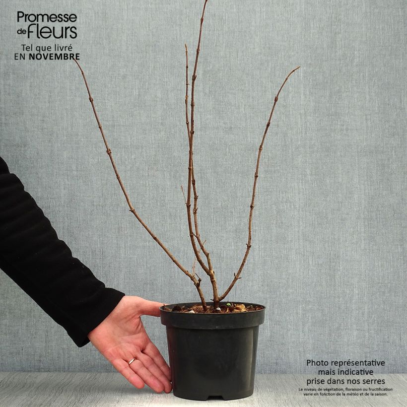 Viorne de Chine - Viburnum plicatum Tomentosum en pot de 2L/3L sample as delivered in autumn