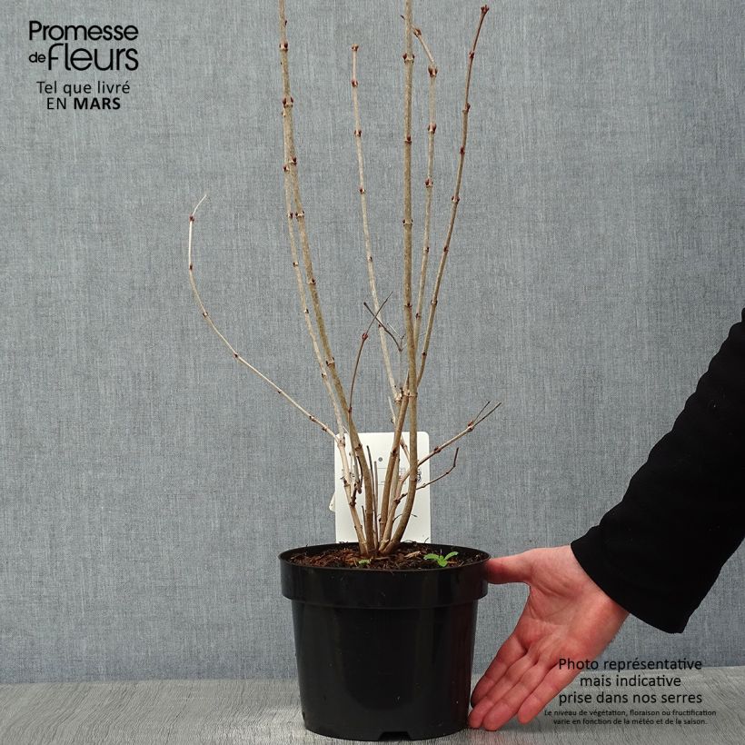 Viorne obier, Boule de neige - Viburnum opulus Park Harvest Pot de 2L/3L sample as delivered in winter