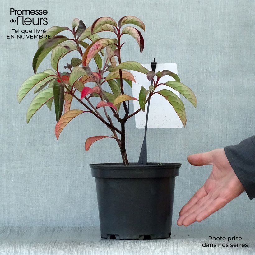 Viorne ou Viburnum Le Bois Marquis en pot de 3L/4L sample as delivered in autumn