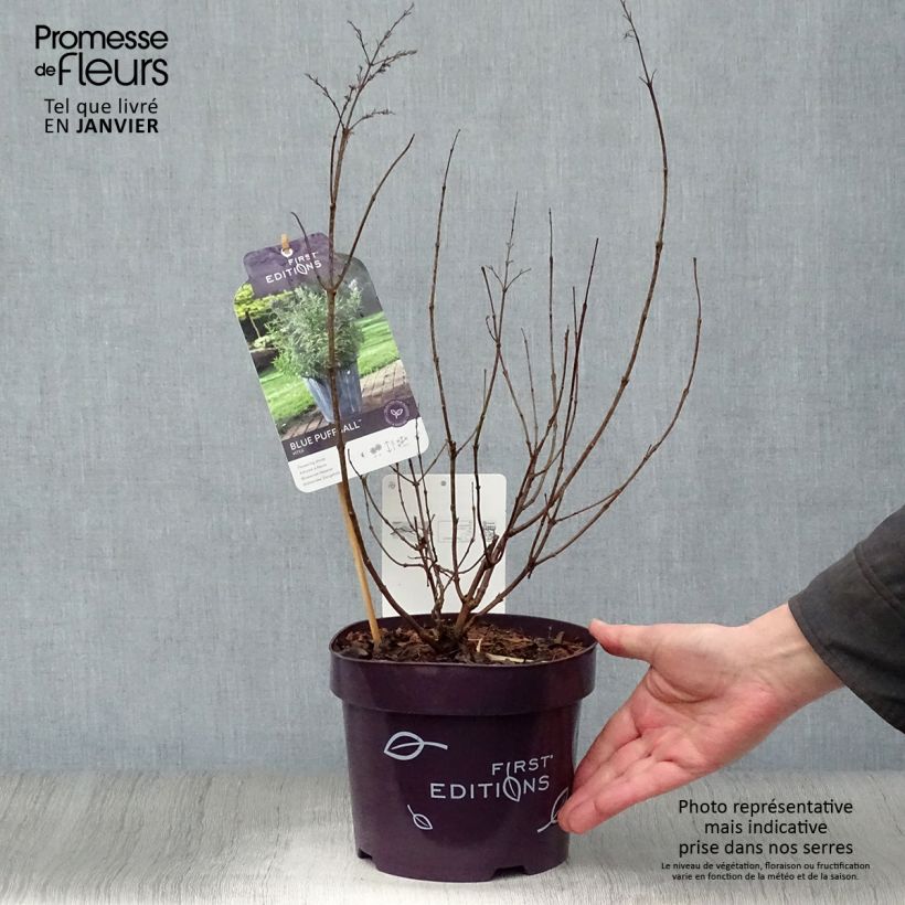 Vitex agnus-castus Blue Puffball - Gattilier Pot de 3L/4L sample as delivered in winter