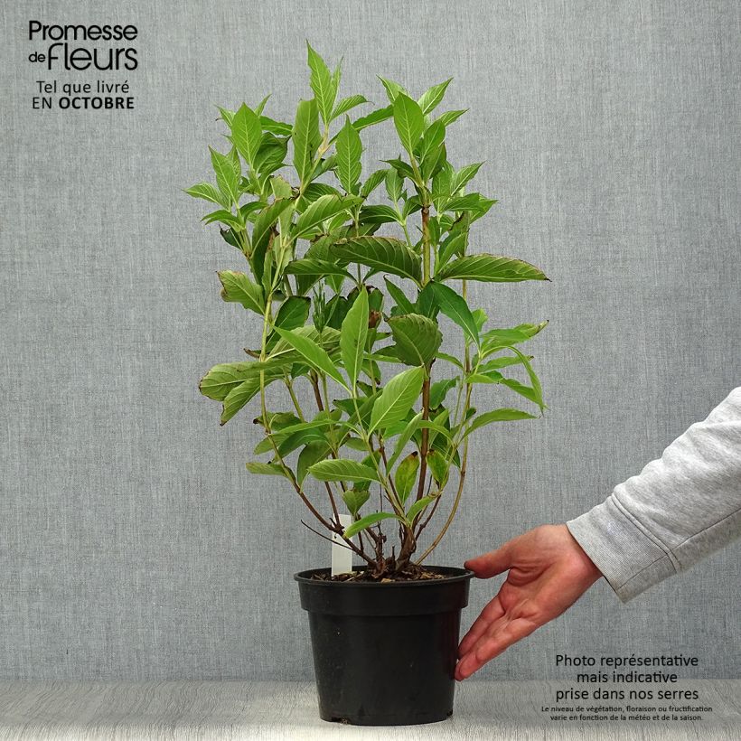 Weigela Candida - Weigélia Pot de 3L/4L sample as delivered in autumn