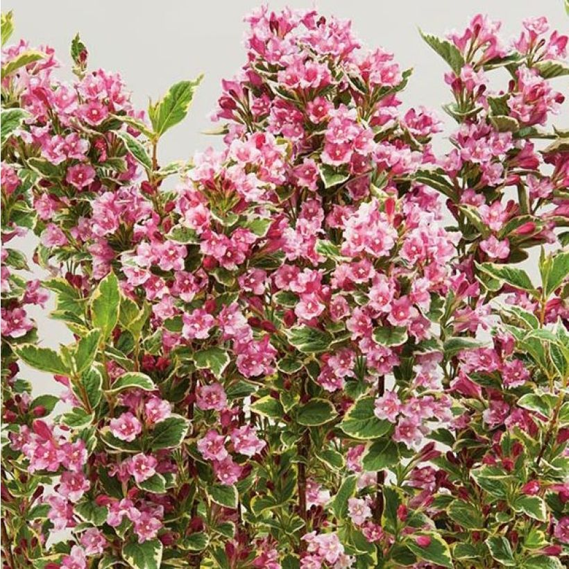 Weigela Kosteriana Variegata (Flowering)