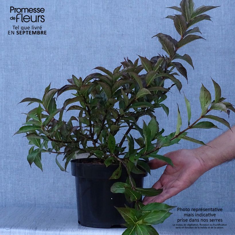 Weigela Minuet Pot de 2L/3L sample as delivered in autumn