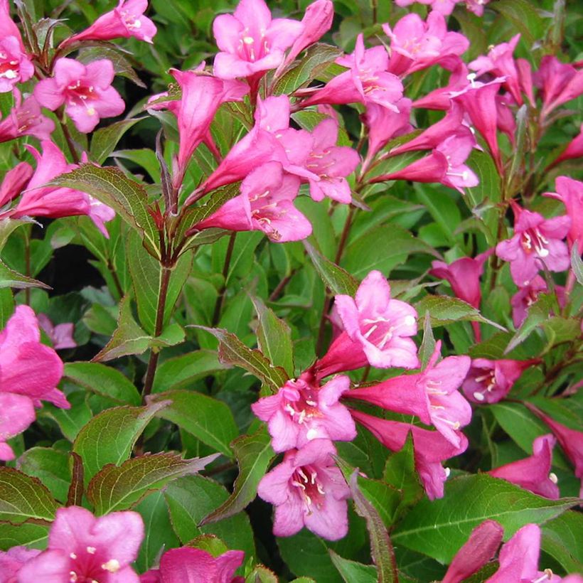 Weigela x florida Rumba (Flowering)