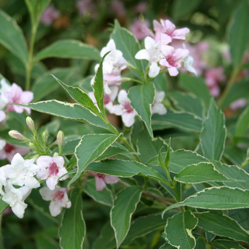 Weigela florida Splendid - Old Fashioned Weigela (Foliage)