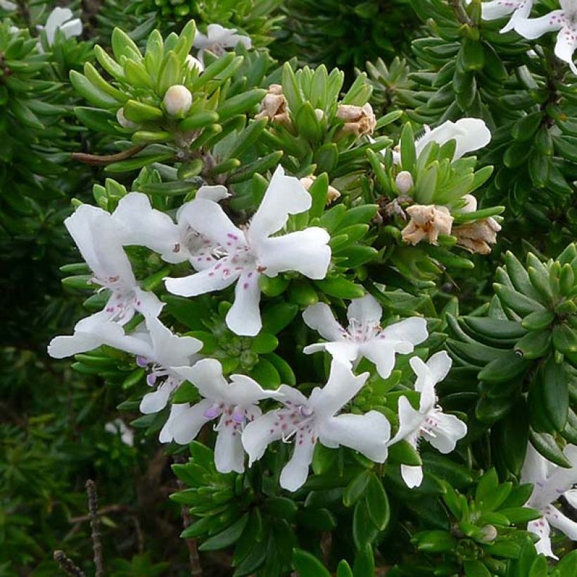 Westringia fruticosa (Flowering)