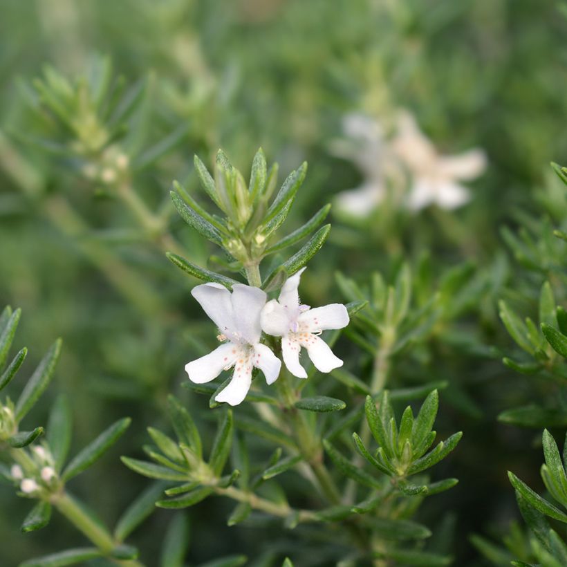 Westringia fruticosa White Rambler (Flowering)