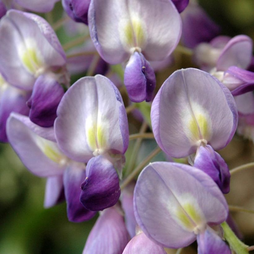 Wisteria floribunda (Flowering)