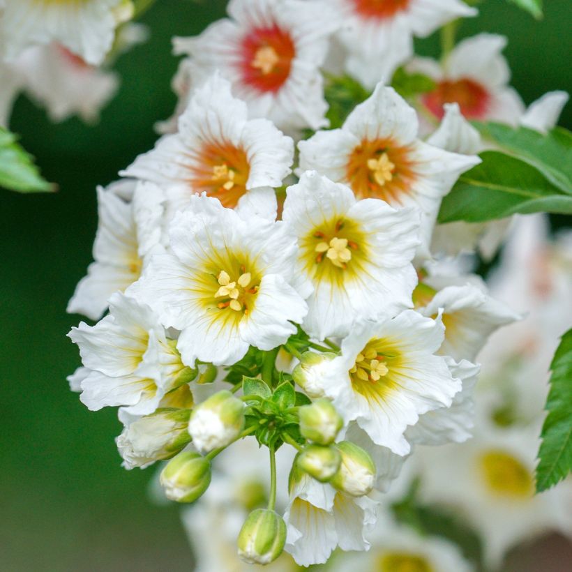 Xanthoceras sorbifolium (Flowering)