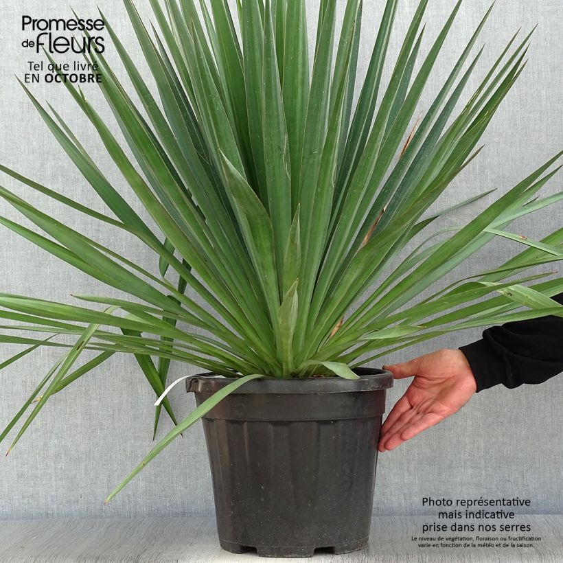 Yucca gloriosa - Dague espagnole pot de 10L sample as delivered in autumn