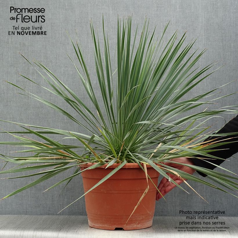 Yucca rostrata en pot de 15L sample as delivered in autumn