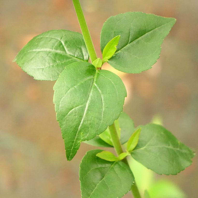 Abelia x grandiflora Semperflorens (Foliage)