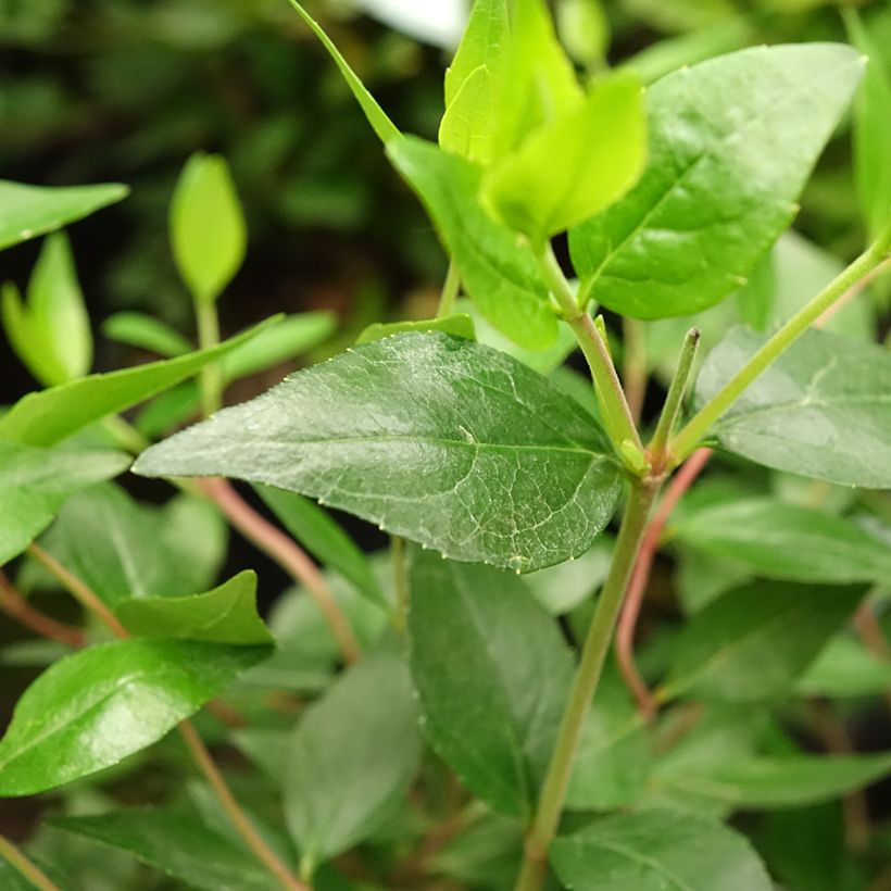 Abelia grandiflora Sherwood (Foliage)