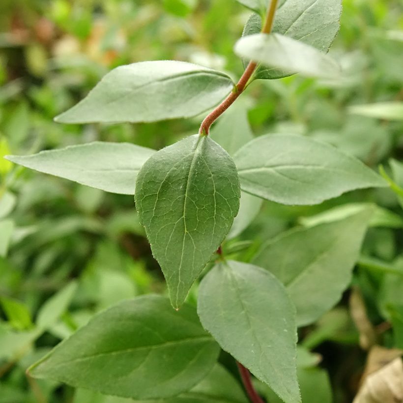 Abelia chinensis Autumn Festival (Foliage)