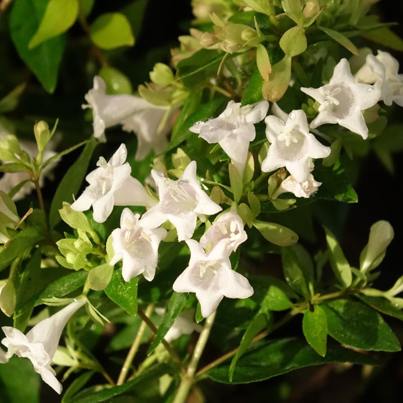 Abelia grandiflora Caramel Charm (Flowering)