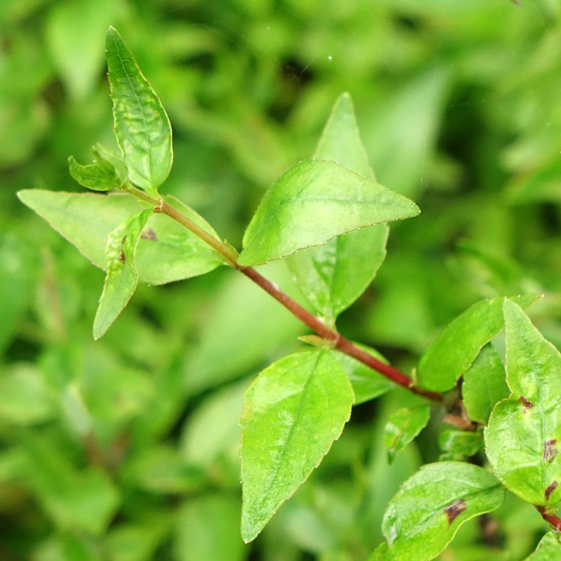 Abelia grandiflora Prostrata (Foliage)