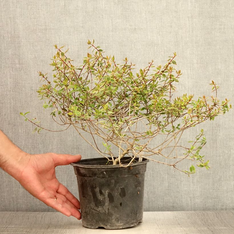 Abelia grandiflora Sunshine Daydream - Pot de 3L/4L sample as delivered in summer