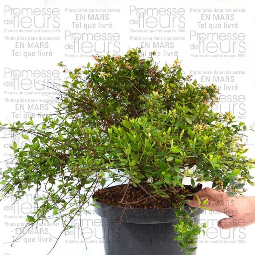 Example of Abelia Petite Garden Minedward Pot de 2L/3L specimen as delivered