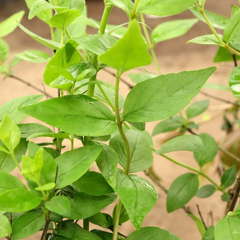 Abelia Raspberry Profusion (Foliage)