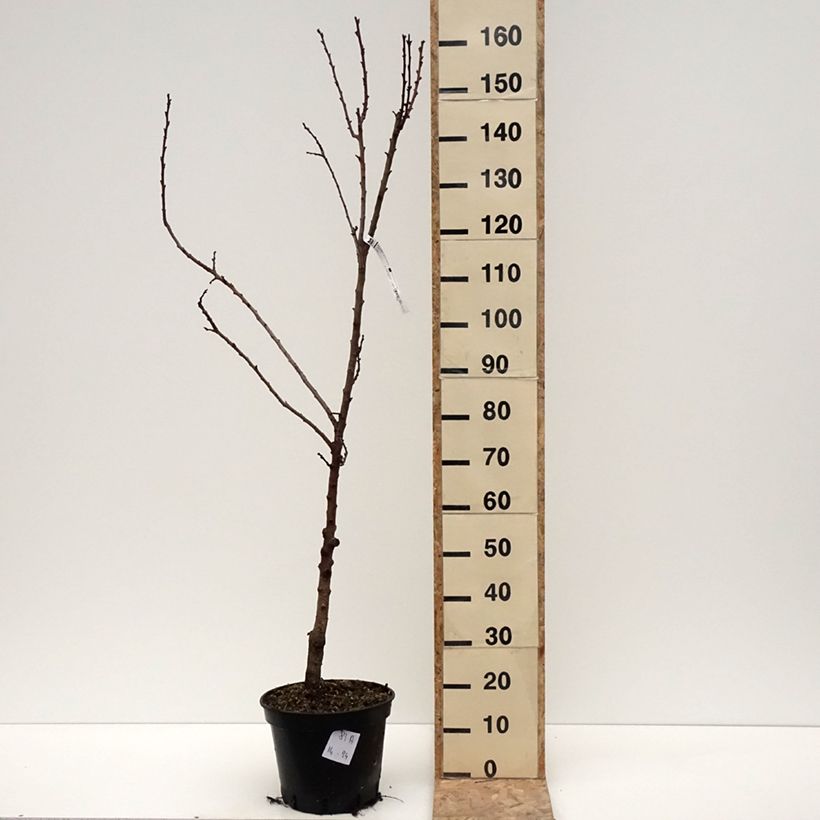 Prunus armeniaca Bergeval - Bergeval Apricot Tree 7.5L/10L pot, GobletShipped height around 140/160cm sample as delivered in winter