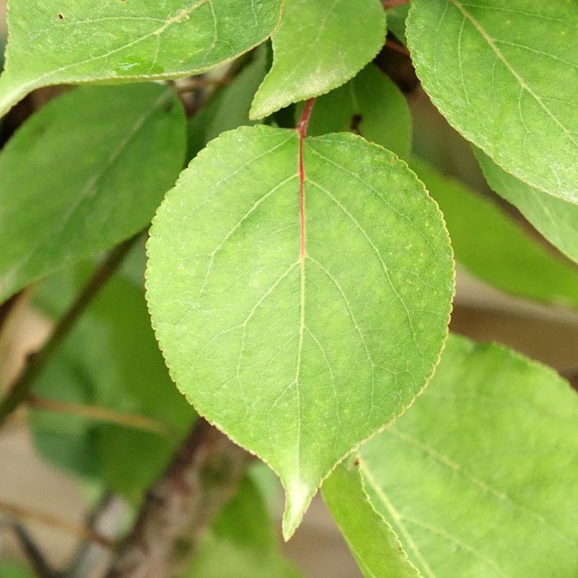 Prunus armeniaca Hargrand - Apricot Tree (Foliage)