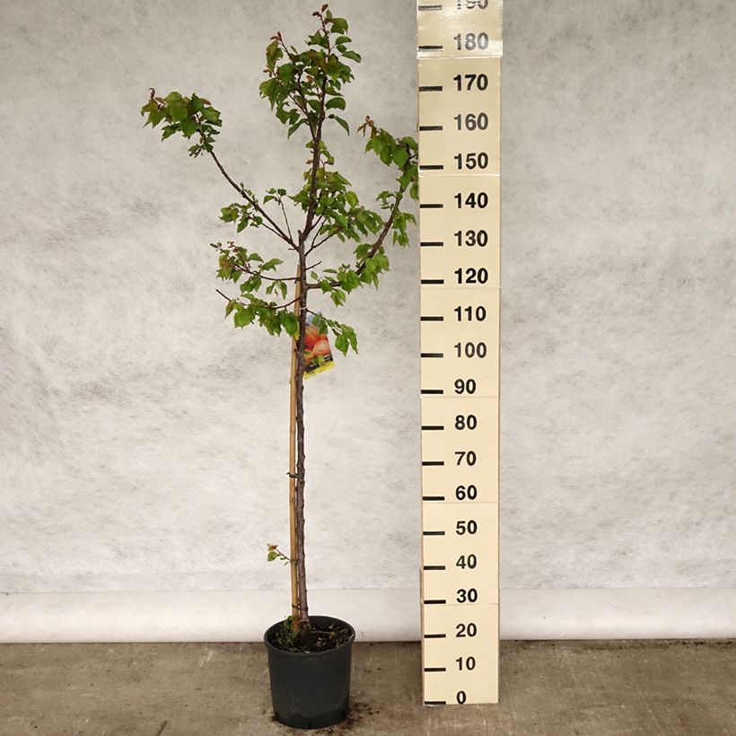 Prunus armeniaca Polonais - Apricot Tree 7.5L/10L pot, GobletShipped height around 140/160cm sample as delivered in spring